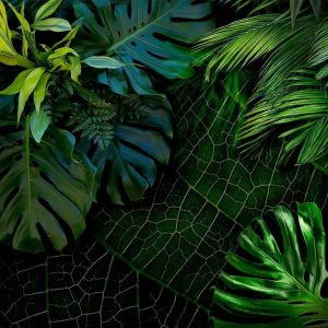 Fotobehang – Dark Jungle