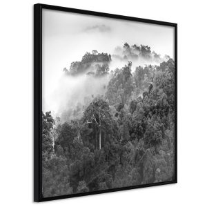 Foggy Forest